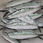 fish_0013